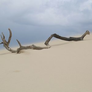 The allocation across supply chains and post pandemic sourcing strategies